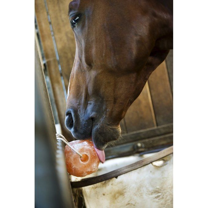 Pierre à sel  de l'Himalaya  HIPPOTONIC